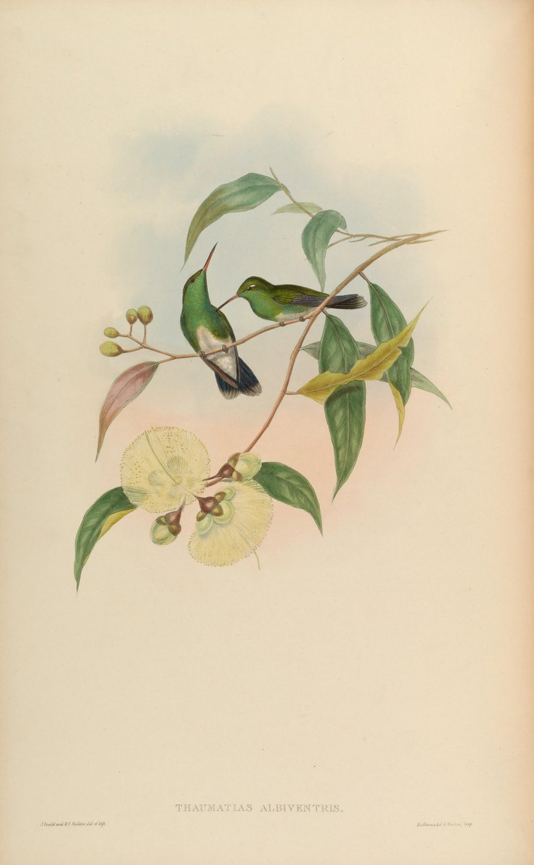 Thaumatias albiventris = Amazilia fimbriata tephrocephala tekijältä John Gould