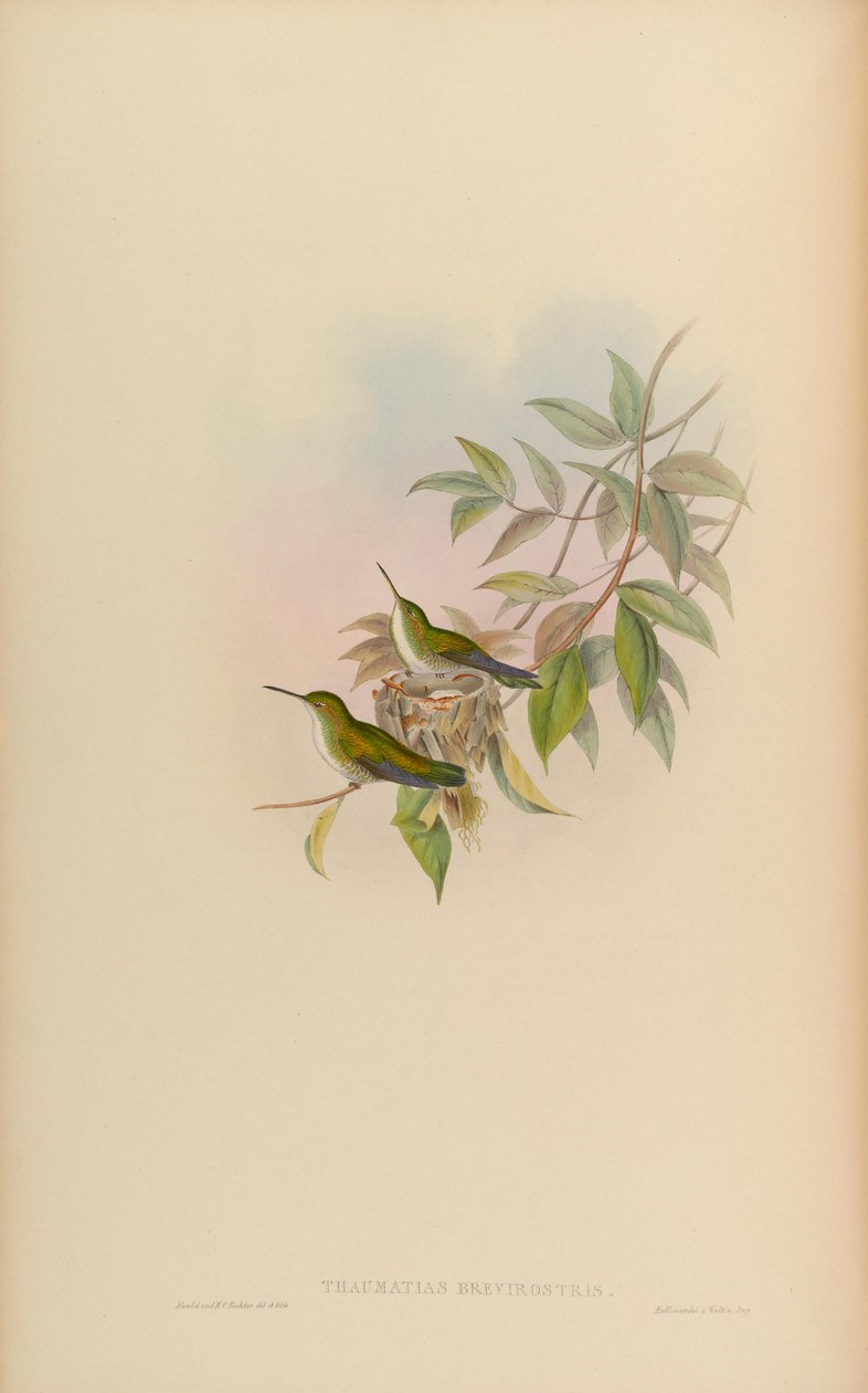 Thaumatias brevirostris = Amazilia brevirostris tekijältä John Gould