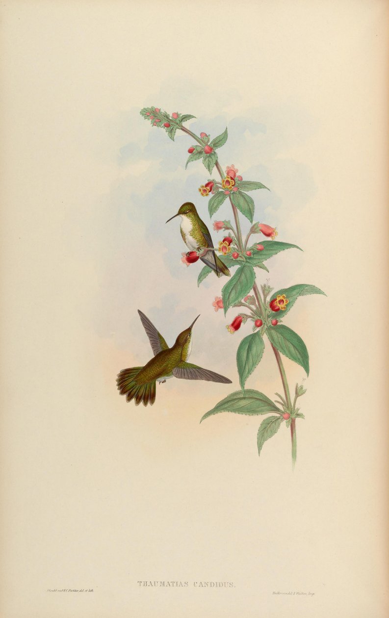 Thaumatias candidus = Amazilia candida tekijältä John Gould