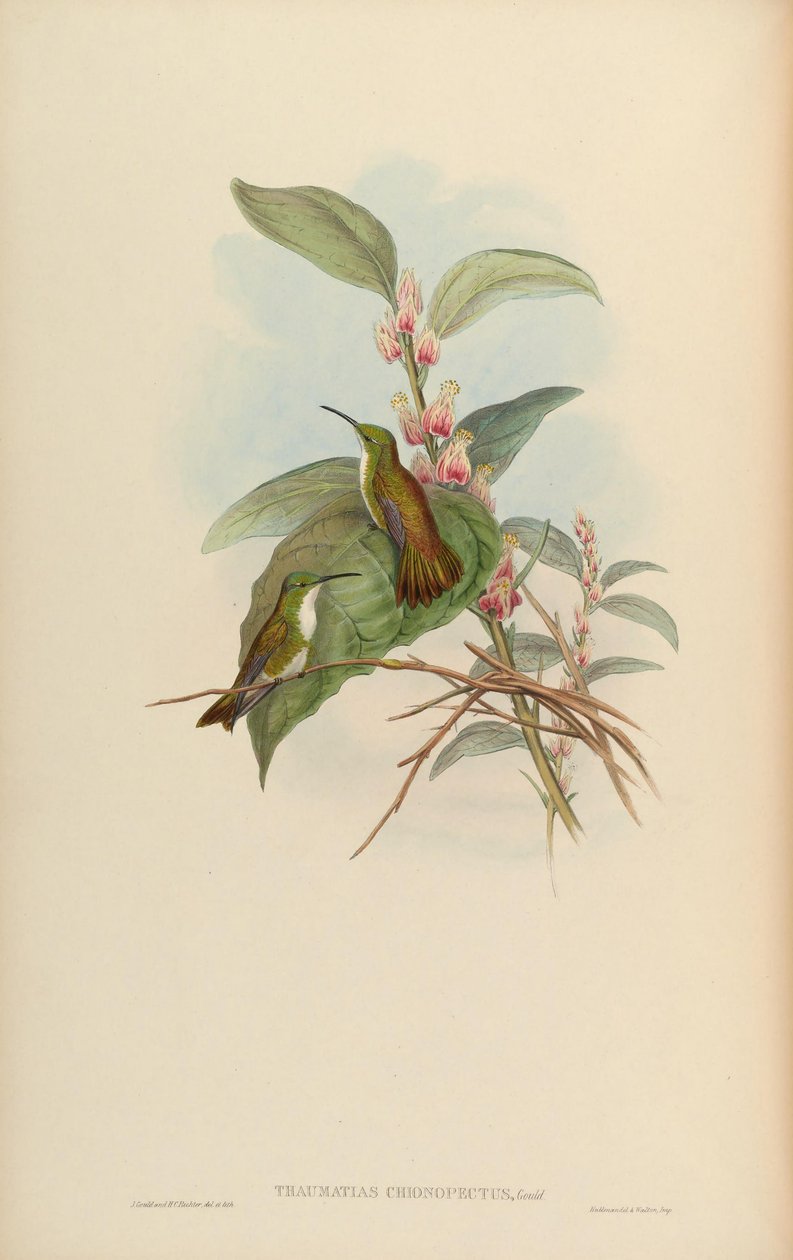 Thaumatias chionurus = Amazilia brevirostris chionopectus tekijältä John Gould