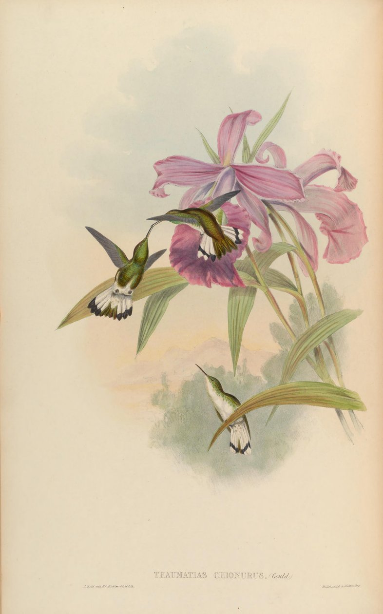 Thaumatias chionurus = Elvira chionura tekijältä John Gould