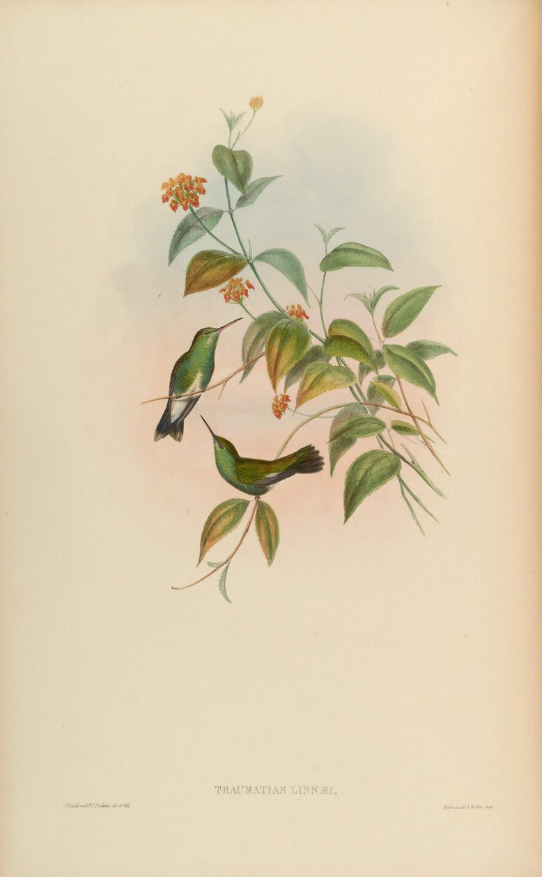 Thaumatias linnaei = Amazillia fimbriata fimbriata tekijältä John Gould