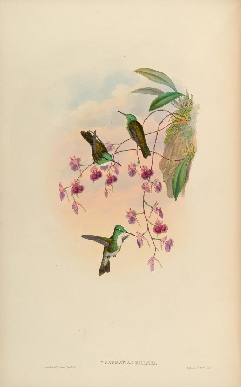 Thaumatias milleri = Amazilia versicolor millerii tekijältä John Gould