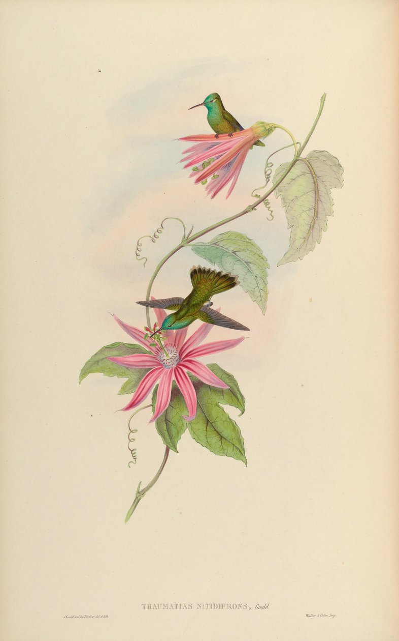 Thaumatias nitidifrons = Amazilia versicolor nitidifrons tekijältä John Gould