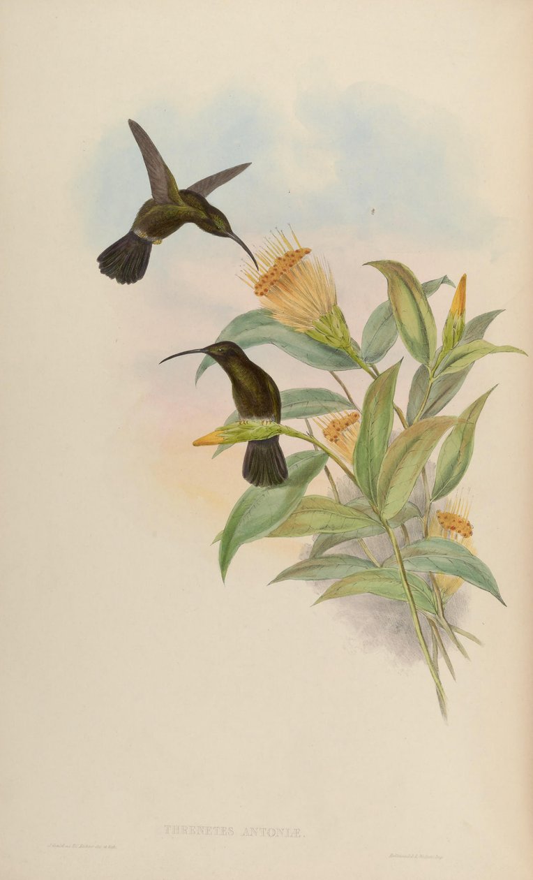 Threnetes antoniae = Threnetes niger niger tekijältä John Gould
