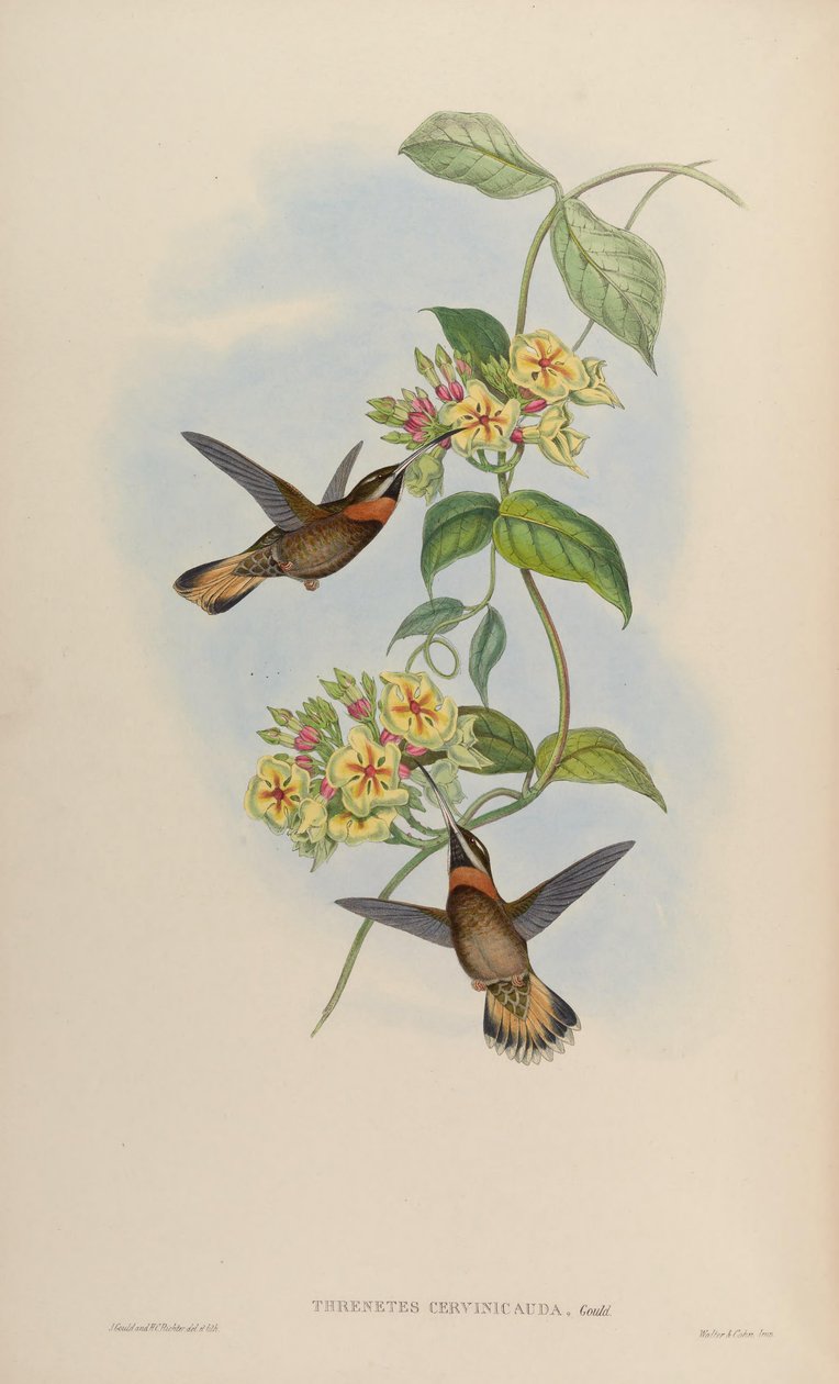 Threnetes cervinicauda = Threnetes leucurus cervinicauda tekijältä John Gould