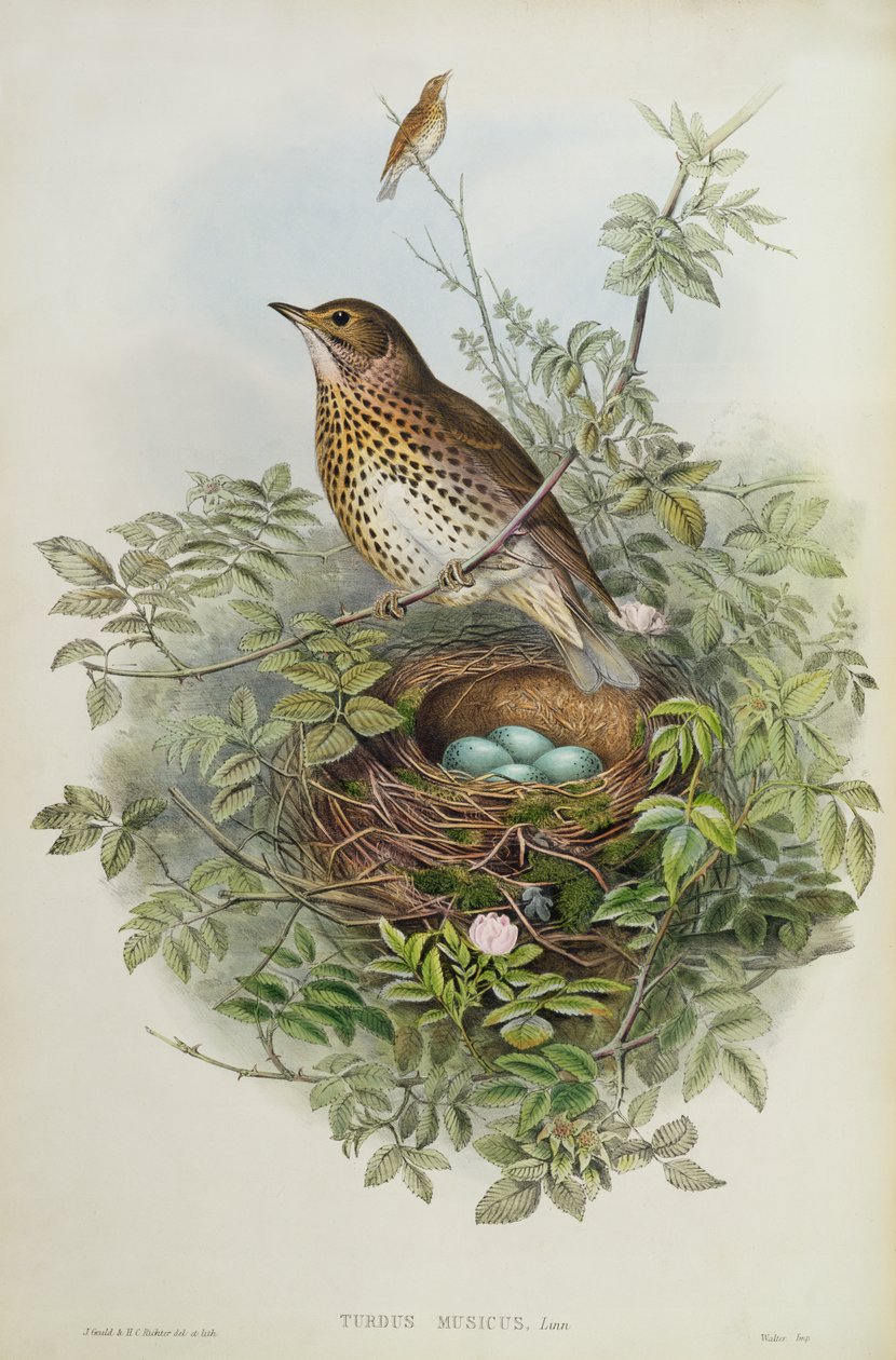 Sammas, 1873 (wc, kynä paperille) tekijältä John Gould