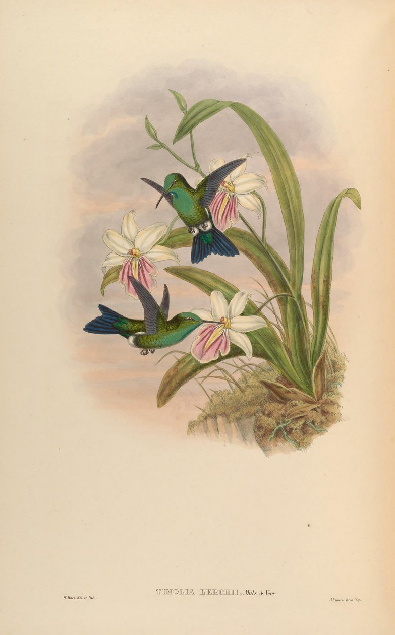Timolia lerchi = Thalurania furcata x Chrysuronia oenone? tekijältä John Gould