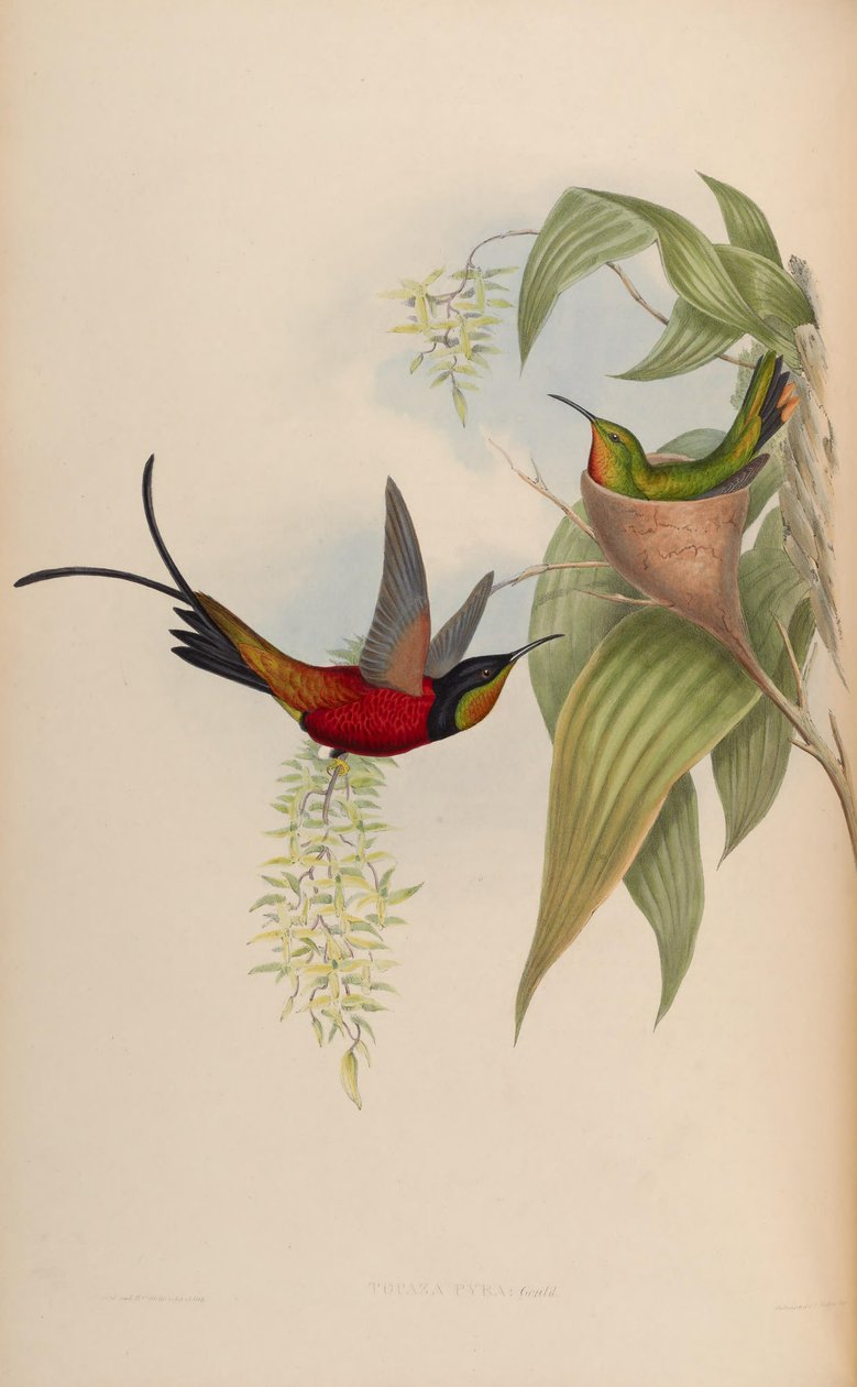 Topaz Pyra tekijältä John Gould