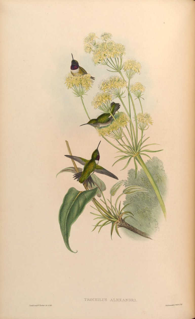Trochilus alexandri = Archilochus alexandri tekijältä John Gould