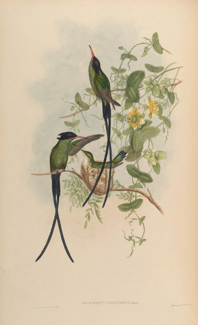 Trochilus polytmus tekijältä John Gould