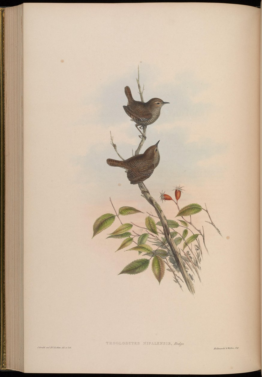 Troglodytes nipalensis = Troglodytes troglodytes nipalensis tekijältä John Gould