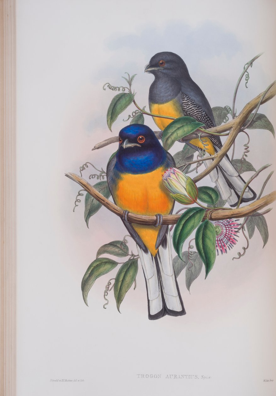 Trogon Aurantius, kilpi teoksesta The Birds of Great Britain by John Gould, julkaistu 1862-73 (käsin värjätty litografia). tekijältä John Gould