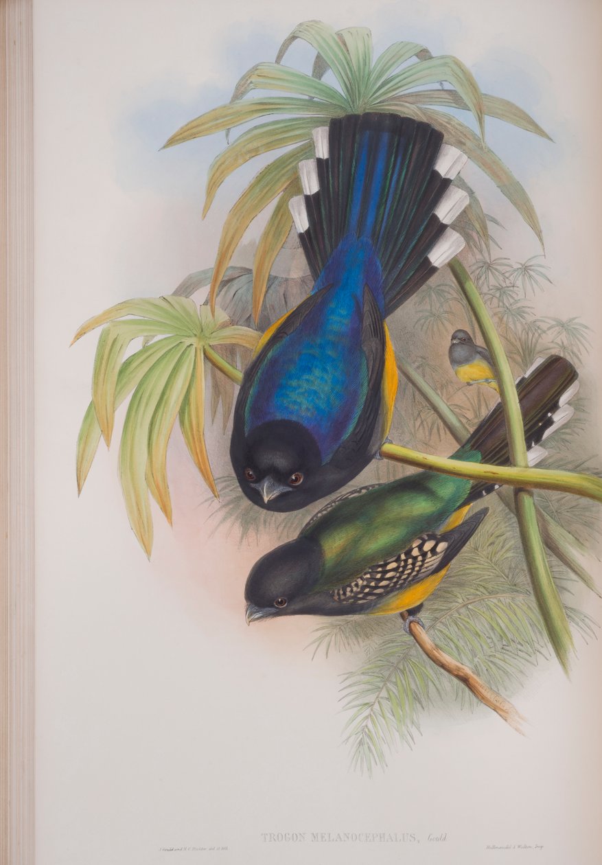 Trogon Melanocephalus, levy John Gouldin teoksesta The Birds of Great Britain, julkaistu 1862-73 (käsinvärinen lito) tekijältä John Gould
