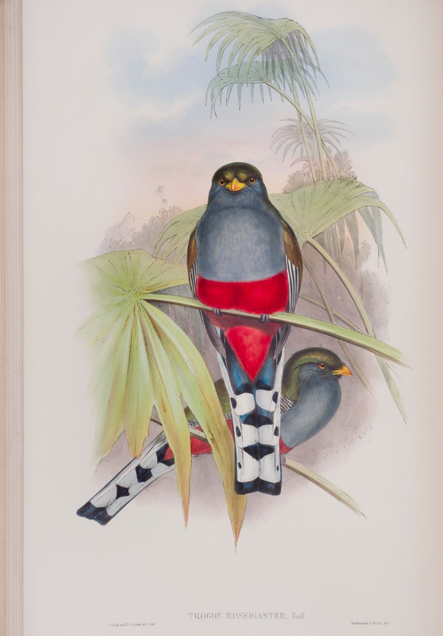 Trogon Roseigaster, lautanen John Gouldin teoksesta The Birds of Great Britain, julkaistu 1862-73 (käsinvärinen lito) tekijältä John Gould