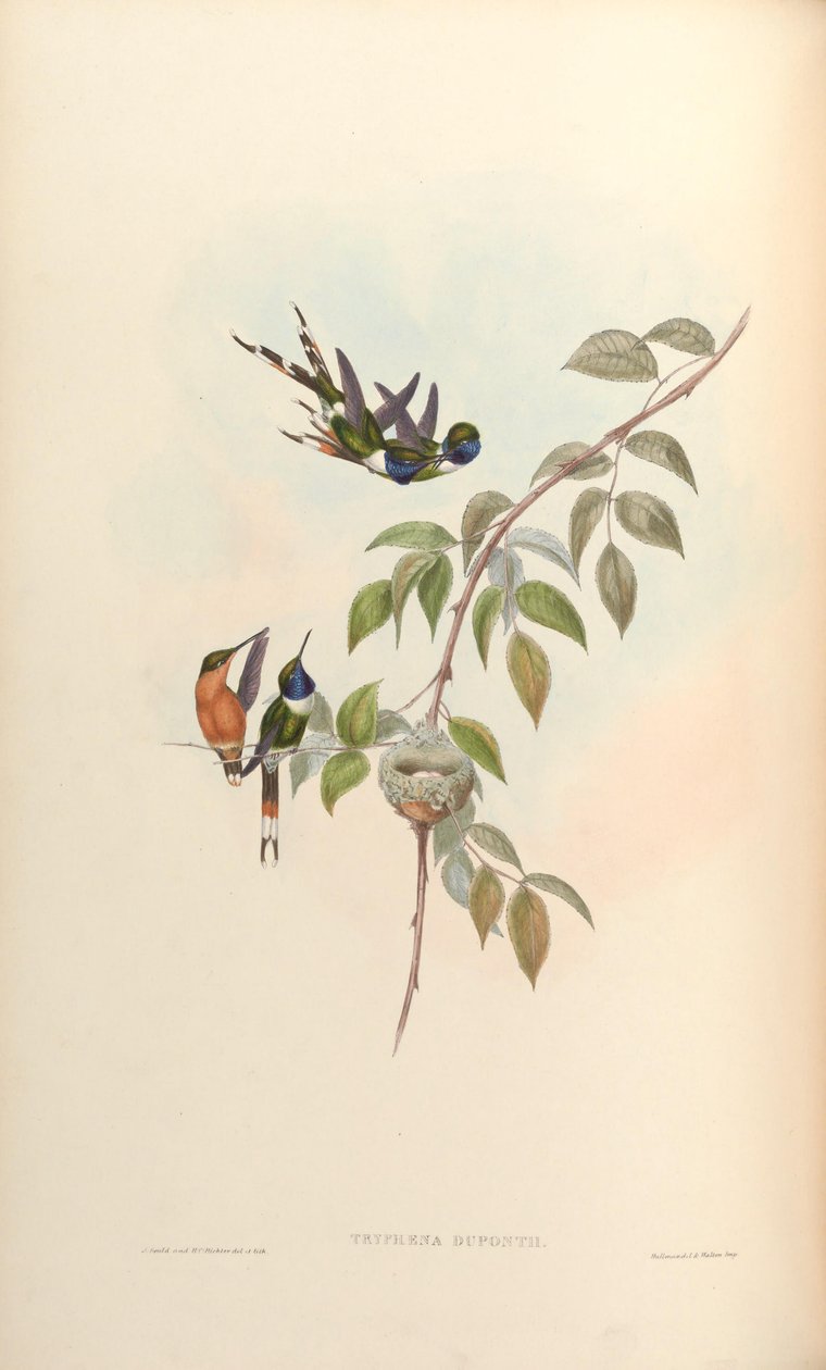 Tryphaena duponti = Tilmatura duponti tekijältä John Gould
