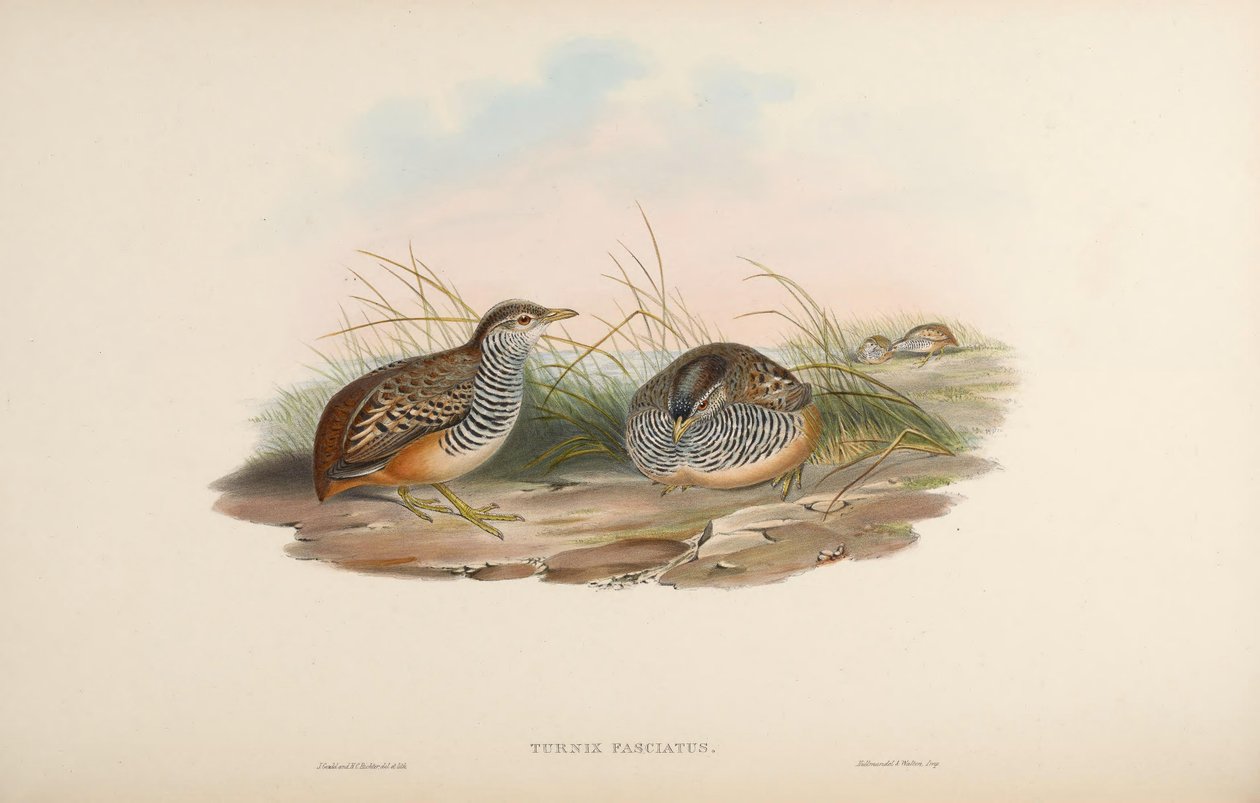 Turnix fasciata = Turnix suscitator fasciata tekijältä John Gould