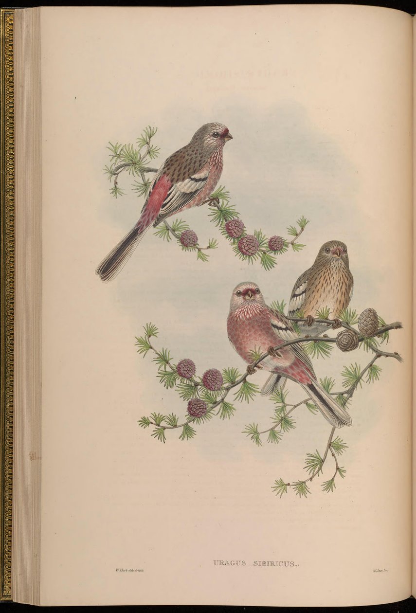 Uragus sibiricus tekijältä John Gould