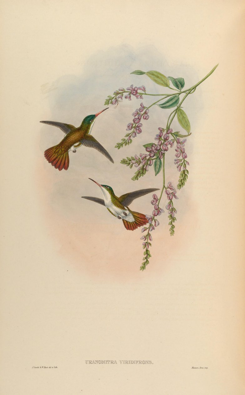 Uranomitra viridifrons = Amazilia viridifrons viridifrons tekijältä John Gould