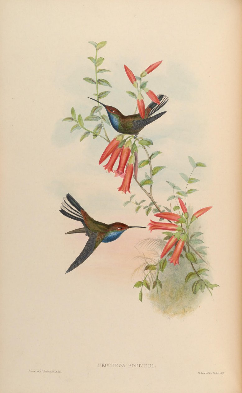 Urochroa bougueri tekijältä John Gould