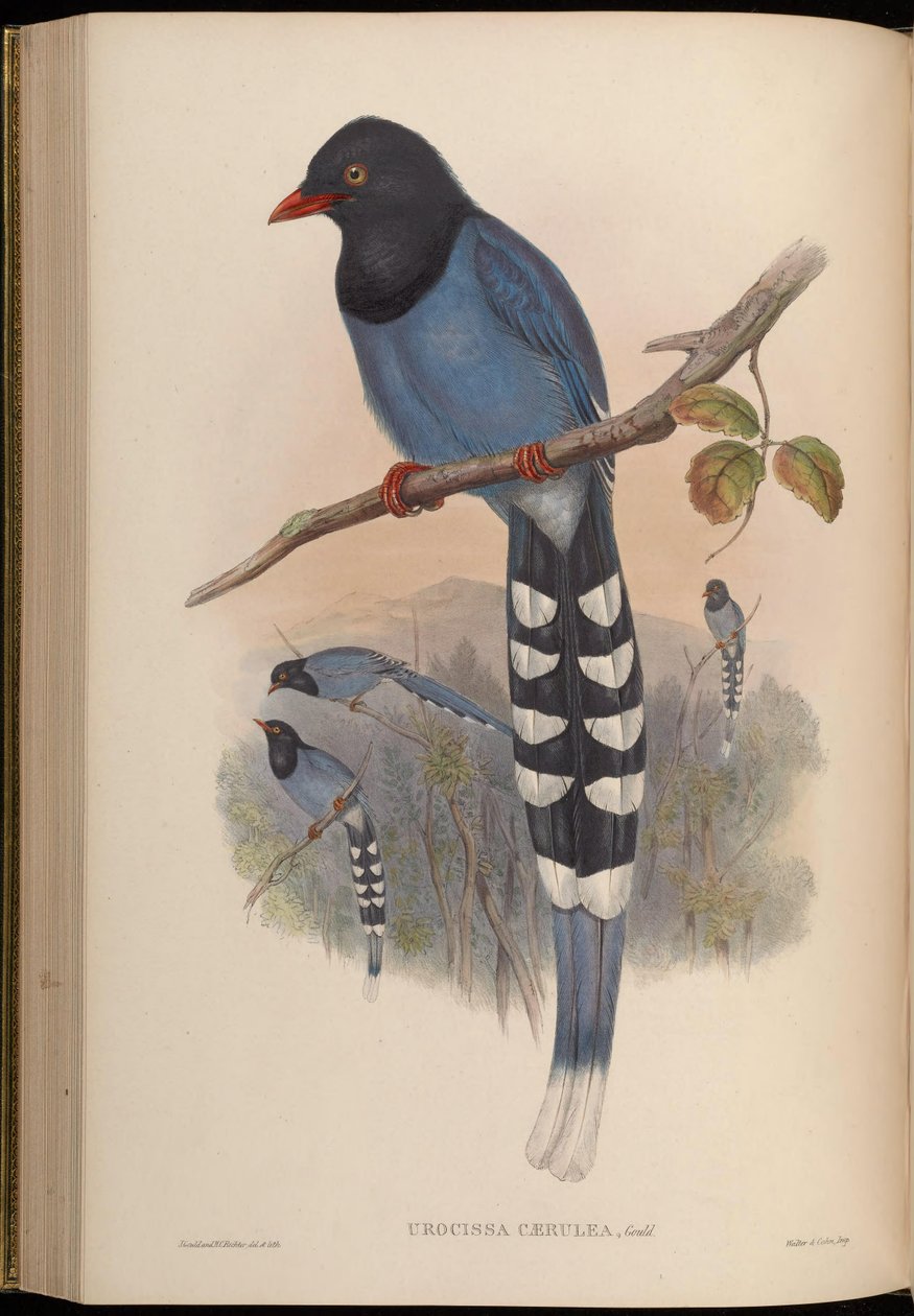 Urocissa caerulea tekijältä John Gould