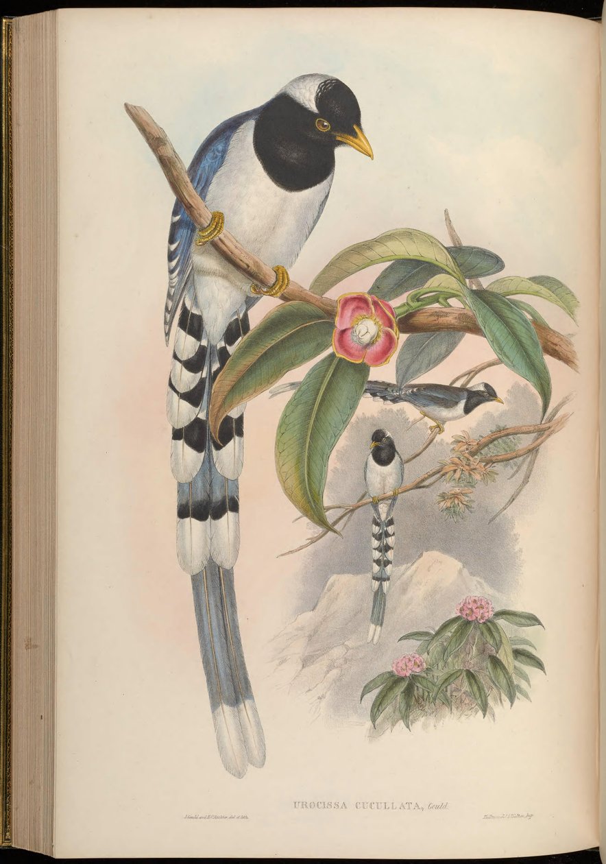 Urocissa cucullata = Urocissa flavirostris cucullata tekijältä John Gould