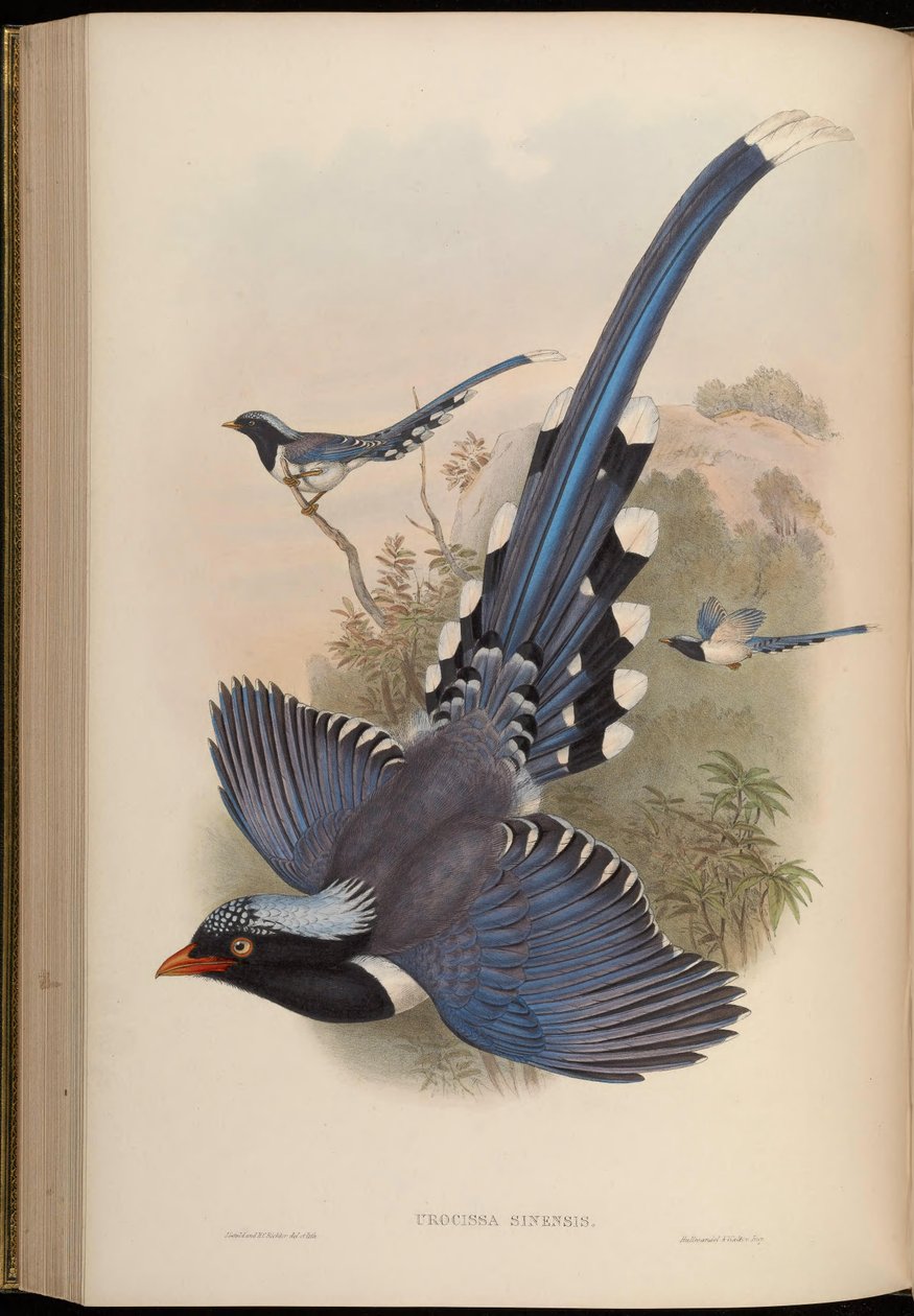 Urocissa sinensis = Urocissa erythrorhyncha tekijältä John Gould