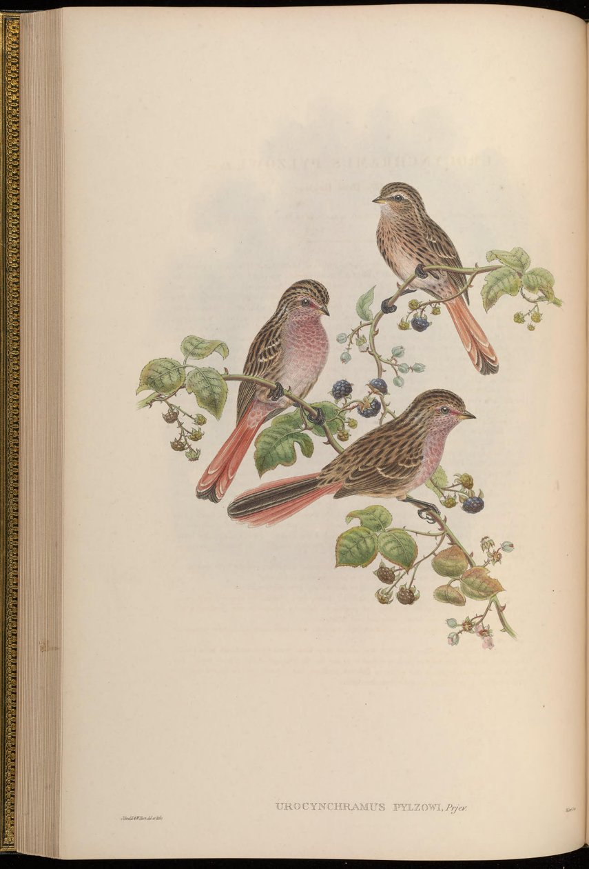 Urocynchramus pylzowi tekijältä John Gould
