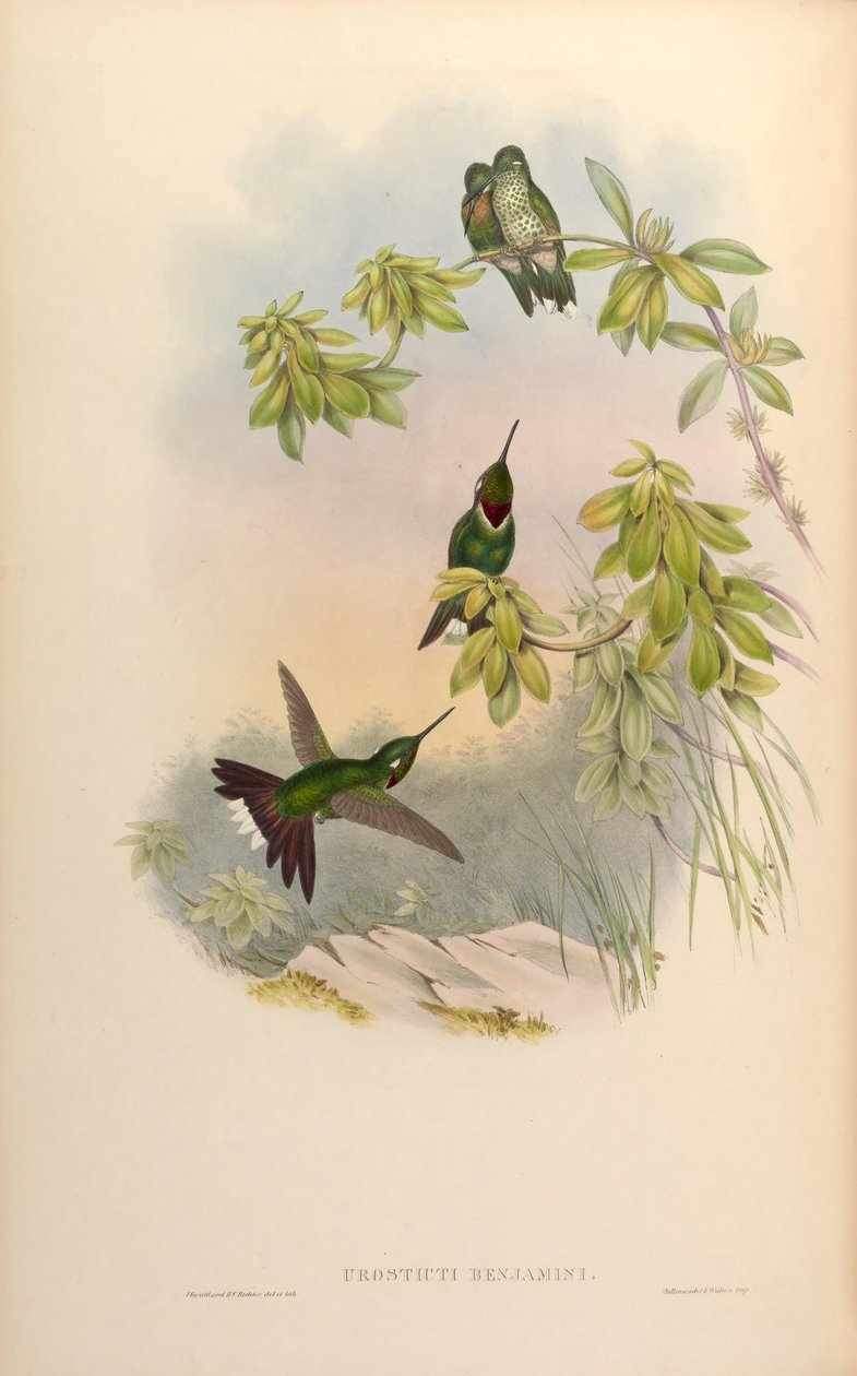 Urosticte benjamini tekijältä John Gould