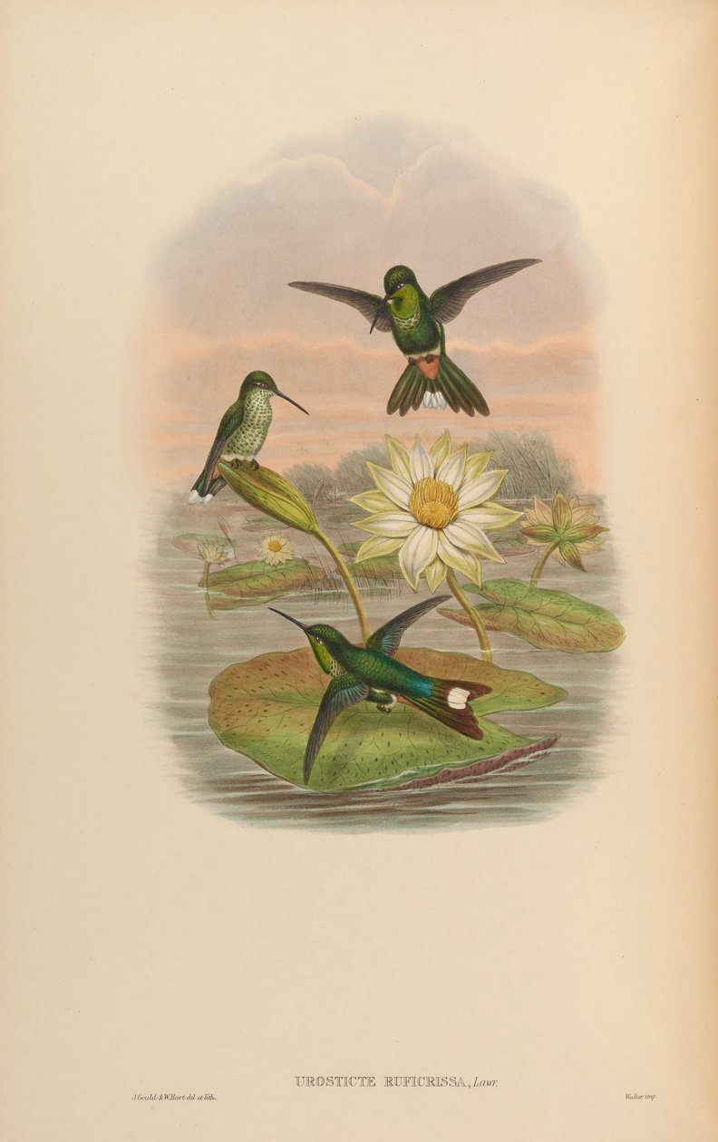 Urosticte ruficrissa tekijältä John Gould