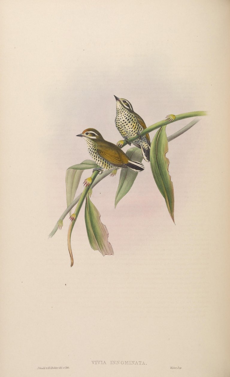 Vivia innominata = Picumnus innominatus tekijältä John Gould
