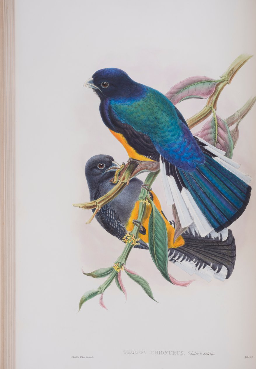 White-Tailed Trogon, John Gouldin The Birds of Great Britain -levy, julkaistu 1862-73 (käsinvärinen lito) tekijältä John Gould
