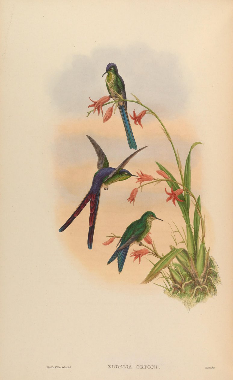 Zodalia ortoni = Lesbia victoriae tekijältä John Gould