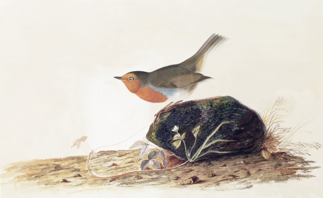 Robin kyydissä sammaleen kiven päällä tekijältä John James Audubon