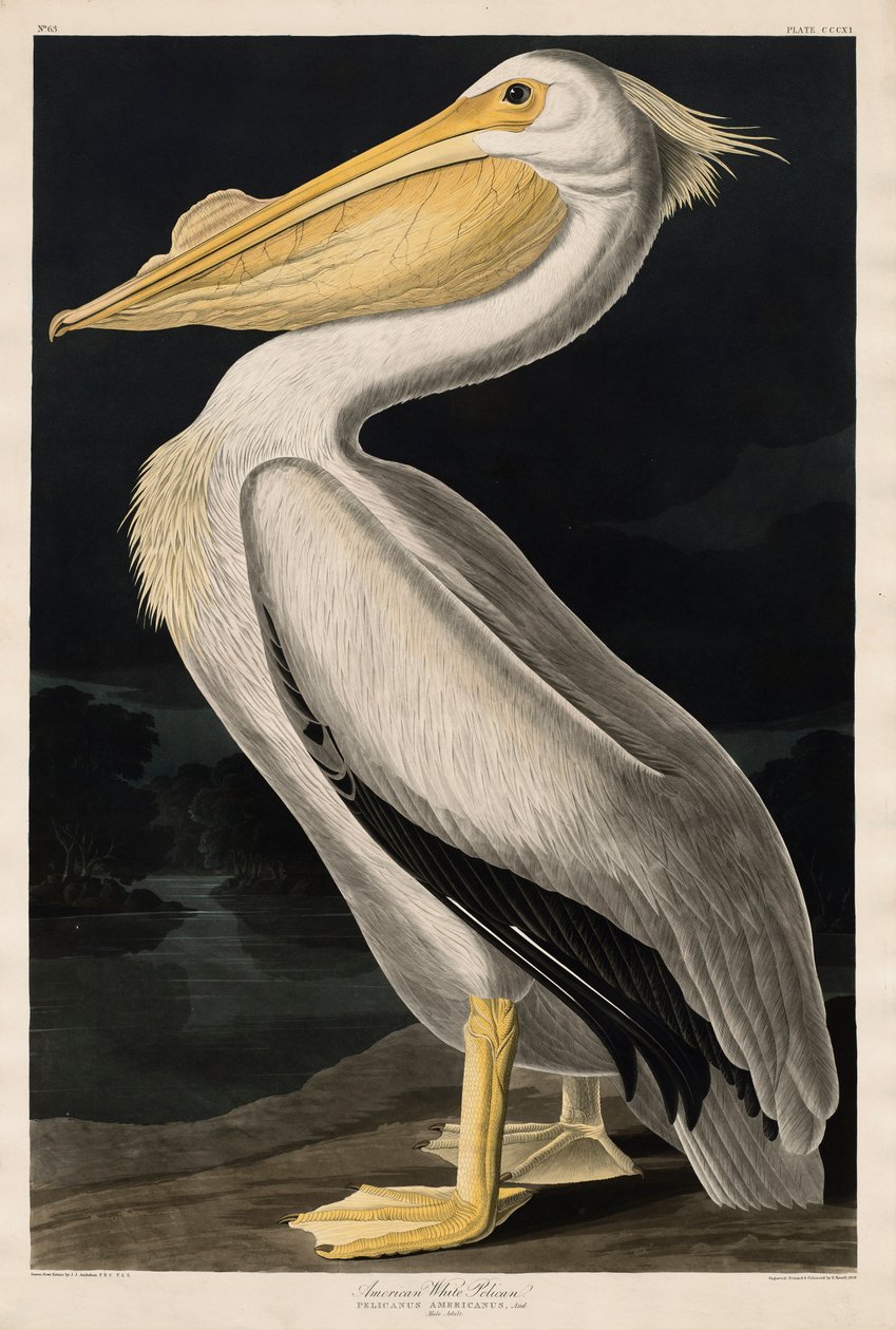 Valkoinen pelikaani, 1836 tekijältä John James Audubon