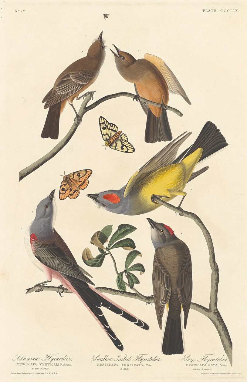 Arkansas Flycatcher, Swallow-tailed Flysiepot ja Says Flysiepto, 1837 tekijältä John James Audubon