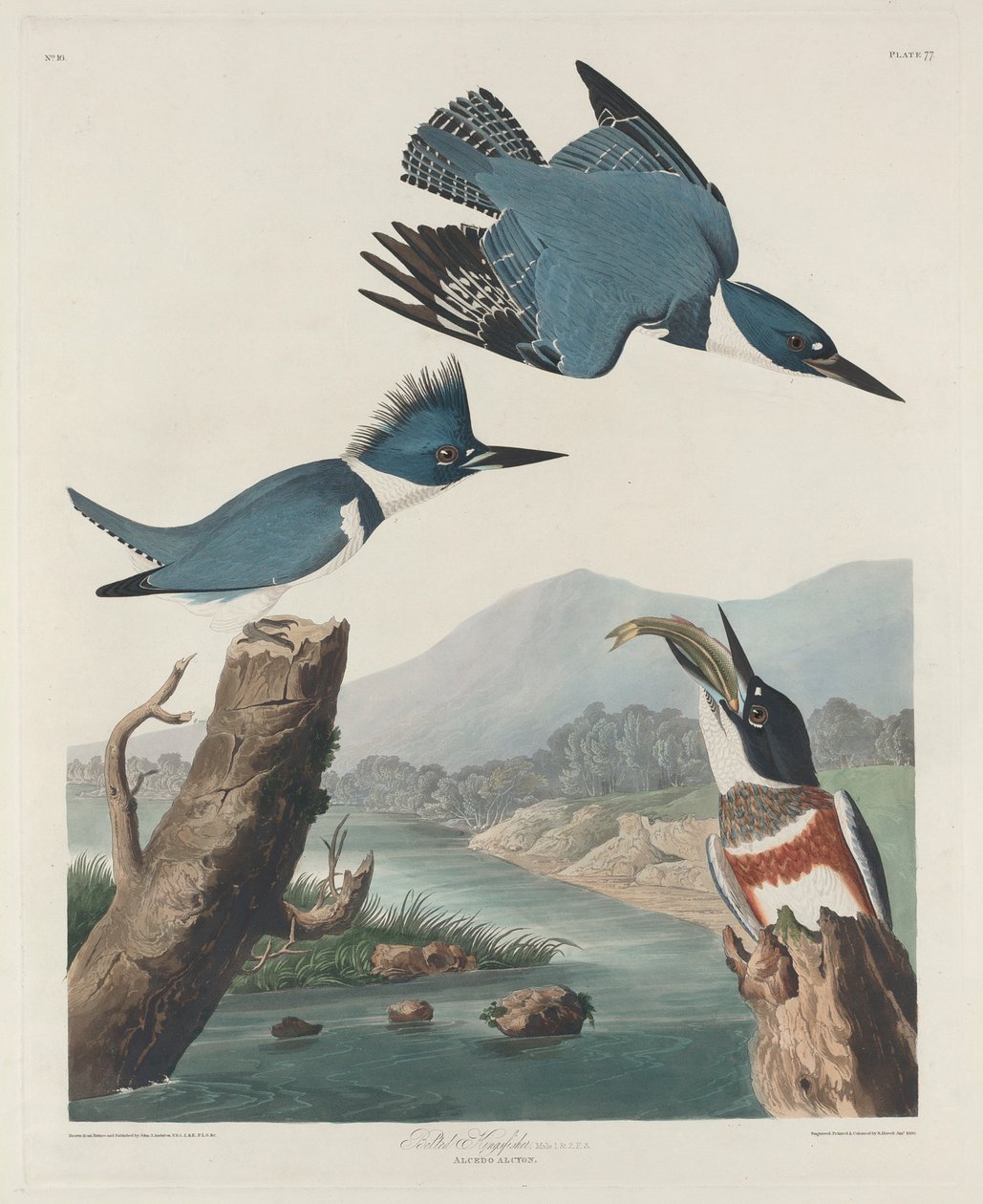 Vyötäröinen kuningaskalastaja, 1830 tekijältä John James Audubon