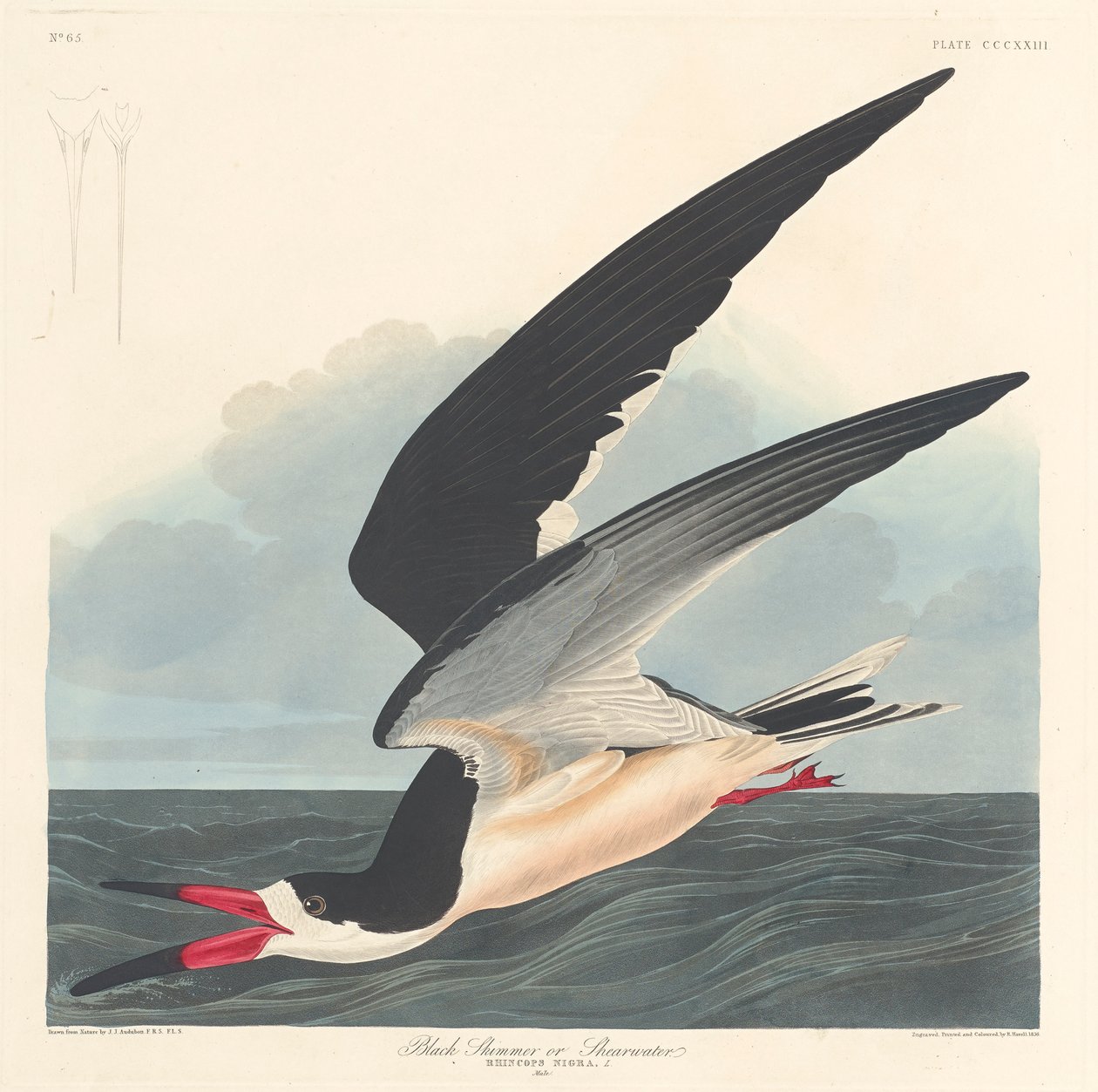Musta Skimmer, 1836 tekijältä John James Audubon