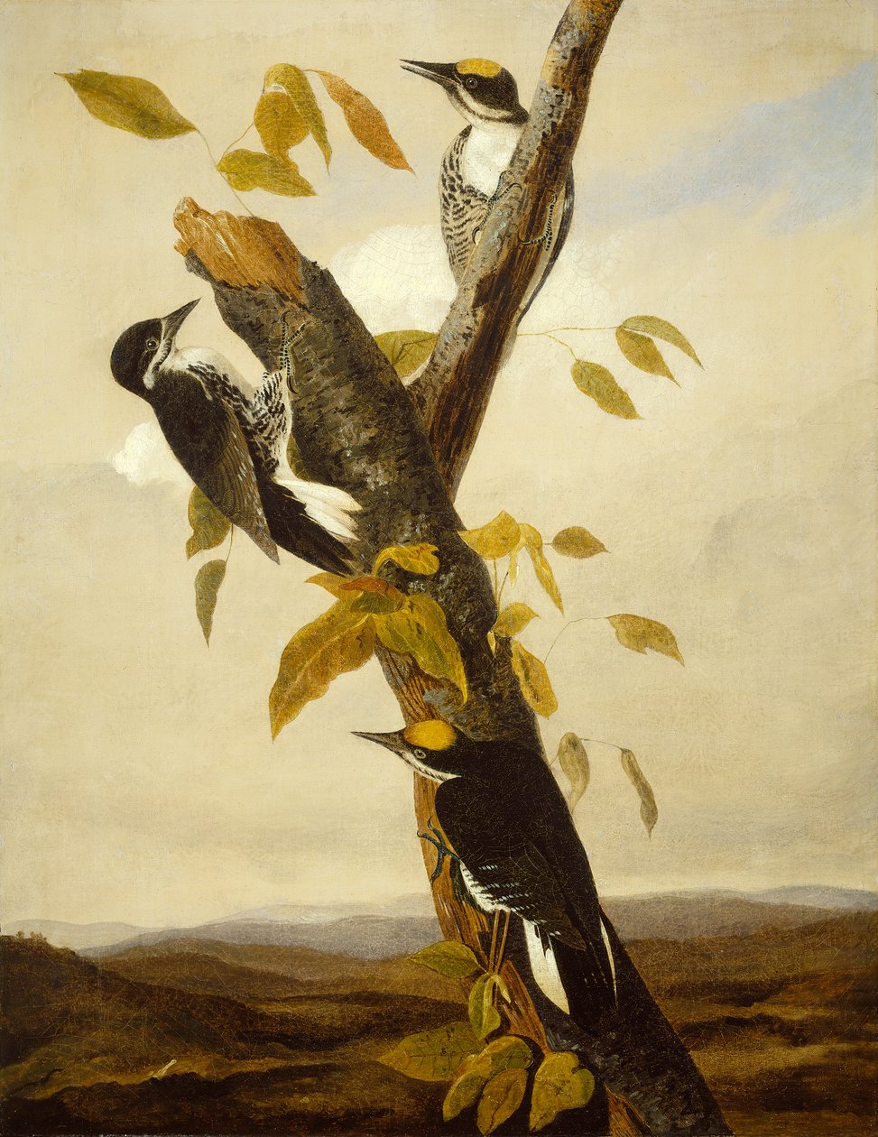 Mustaselkäinen kolmitassu, 1831-3 (lyijykynä ja öljy kankaalle) tekijältä John James Audubon