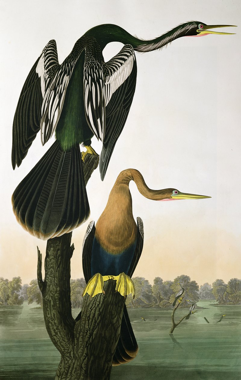 Black-Billed Darter, elokuvasta "Birds of America", kaiverrus Robert Havell (1793-1878) 1836 tekijältä John James Audubon