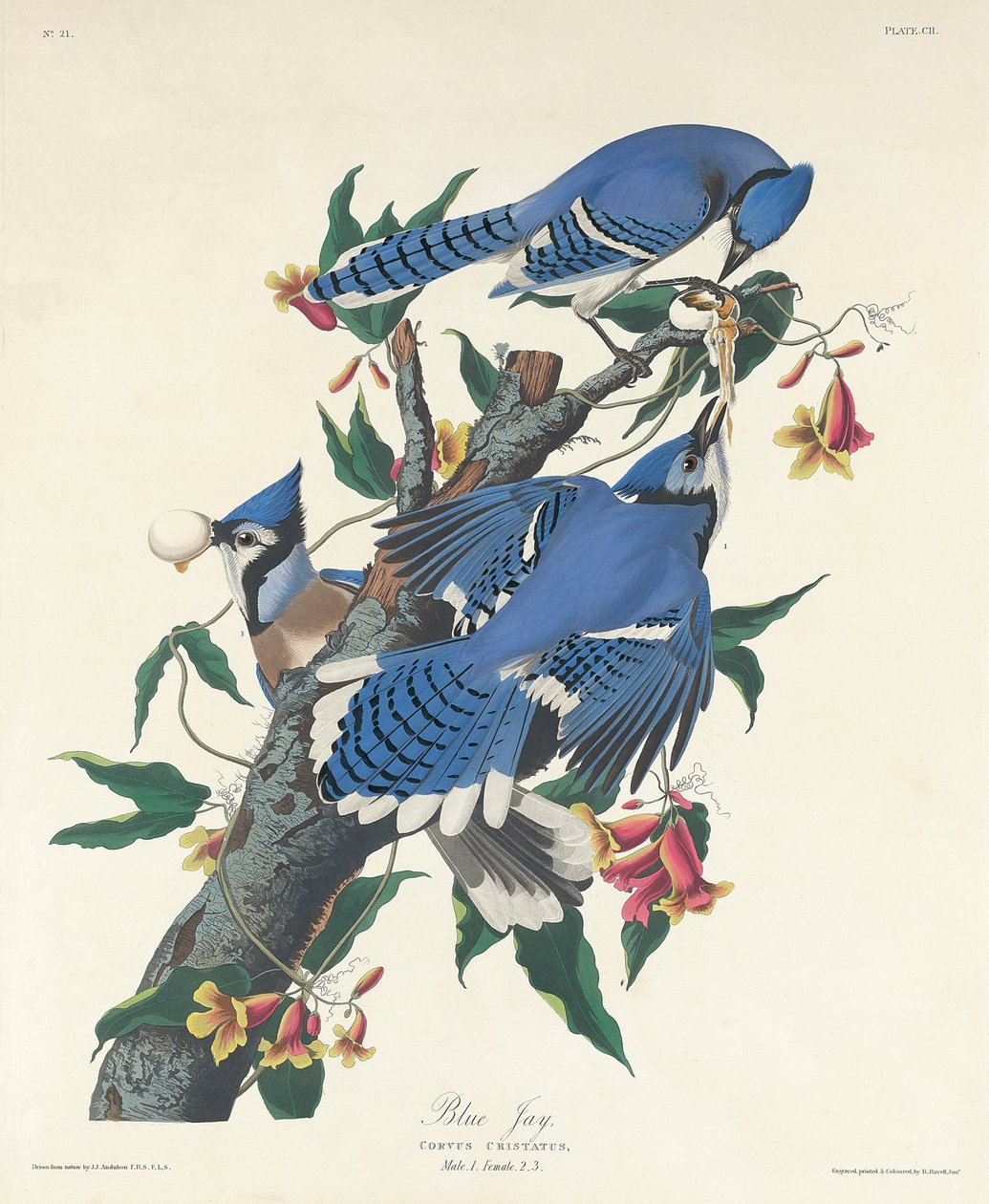Blue Jay, 1831 tekijältä John James Audubon