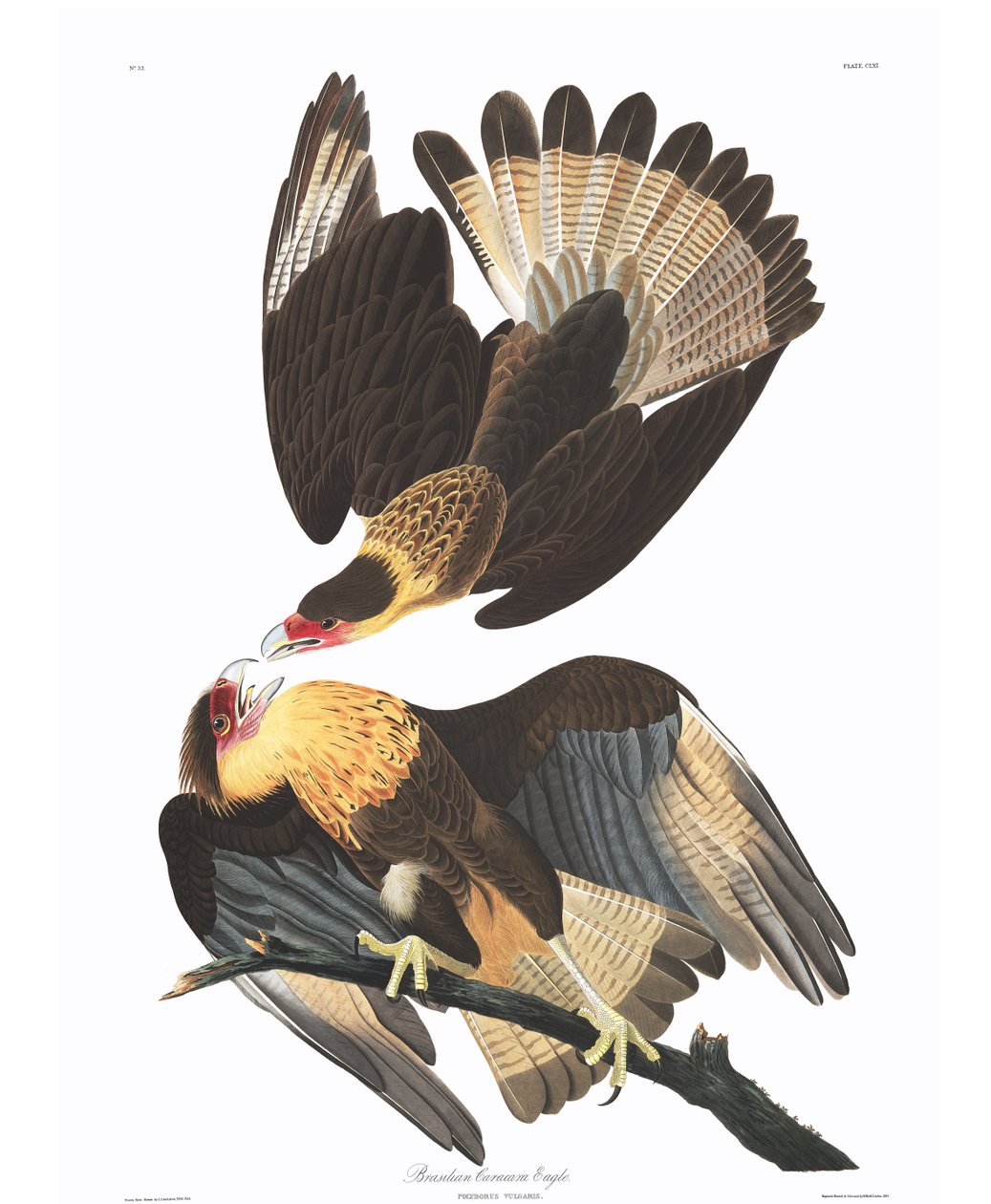 Brasilian Caracara Eagle (Polyborus vulgaris) tekijältä John James Audubon