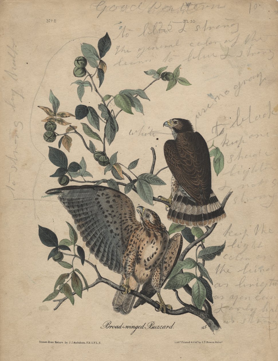 Broad-winged Buzzard, litho, J.T. Bowen, 1840 tekijältä John James Audubon
