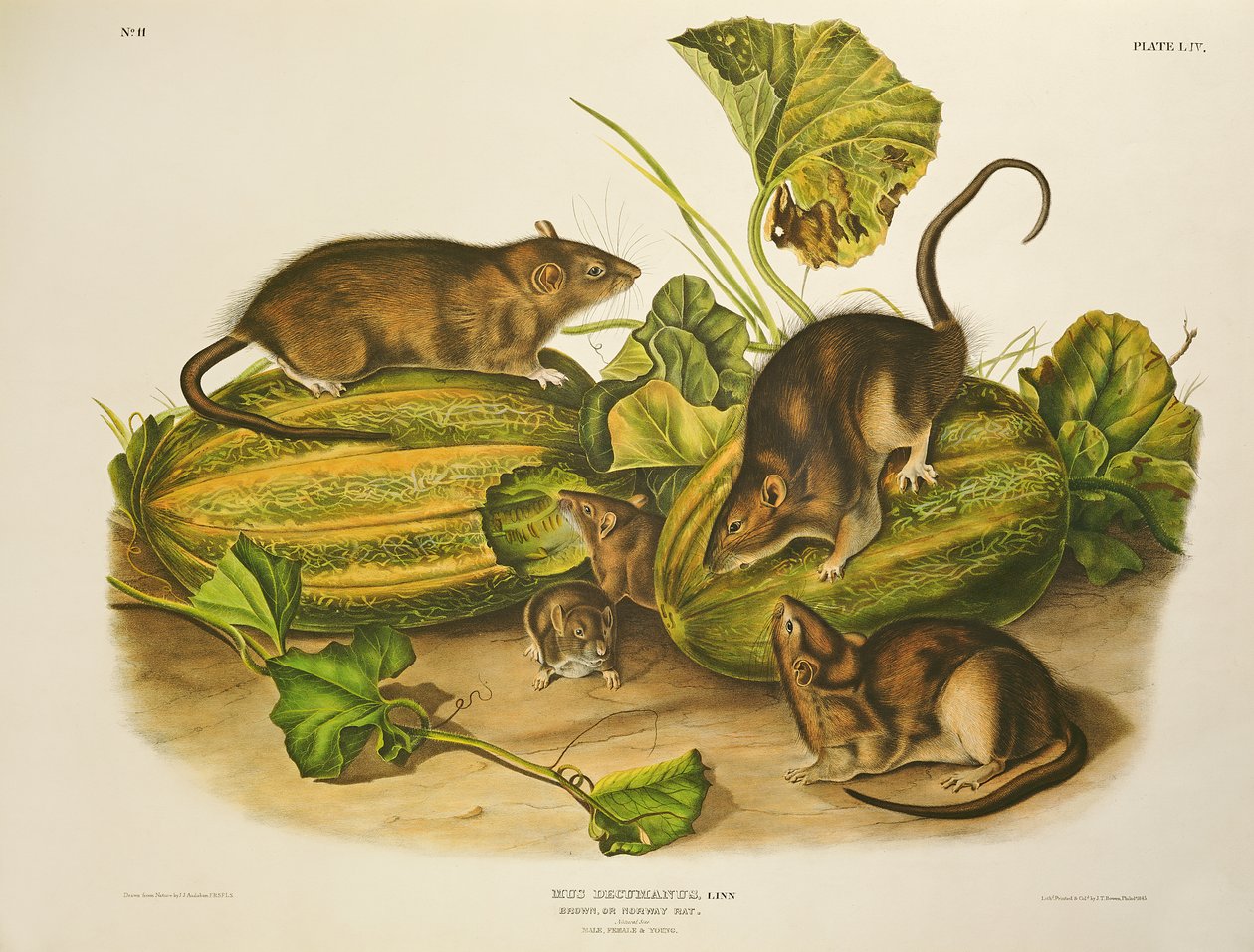 Ruskea tai Norjan rotta, kaiverrettu John T. Bowen (1801-c.56), julkaistu 1845 tekijältä John James Audubon
