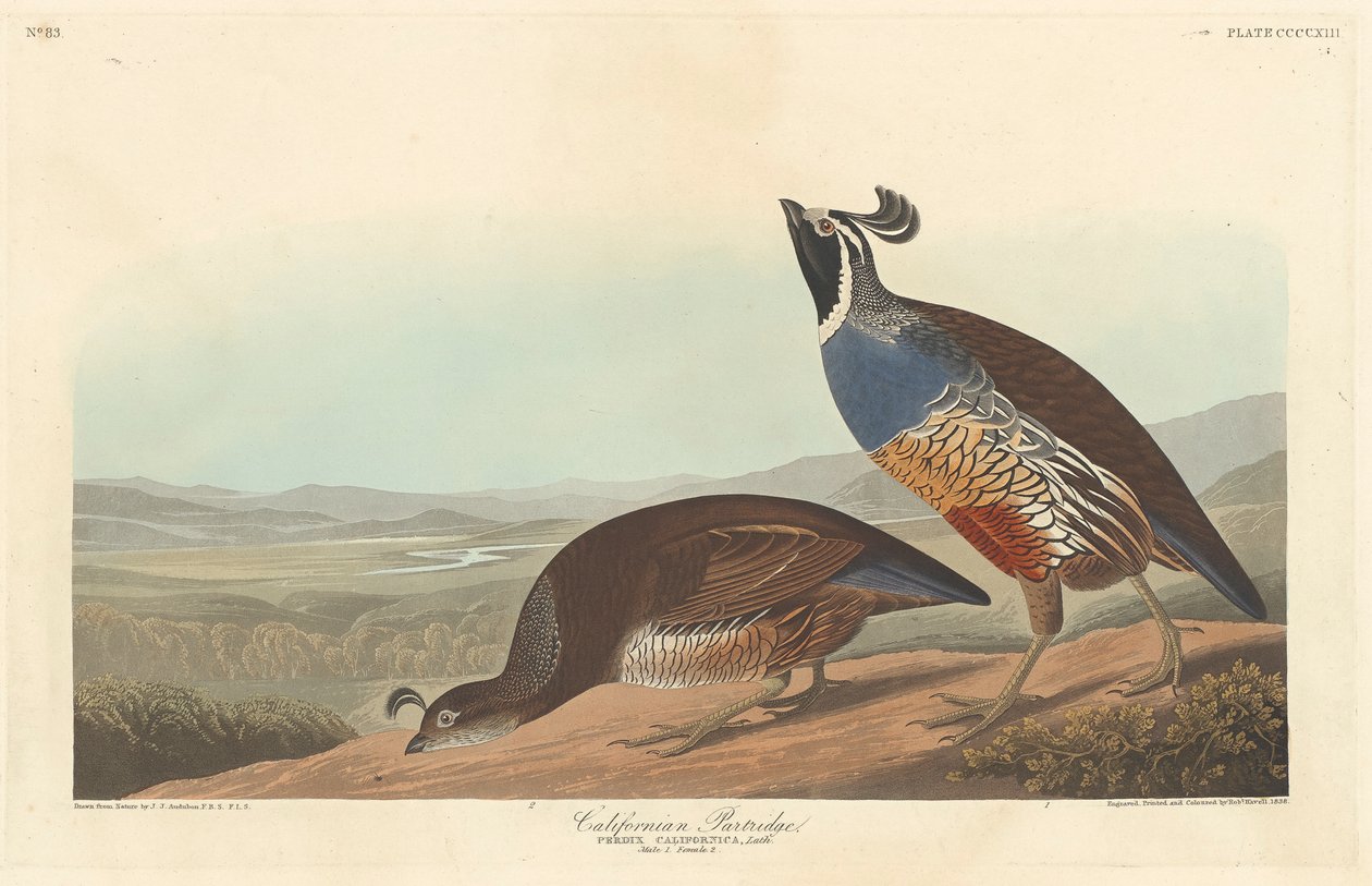 Kalifornian Partridge, 1838 tekijältä John James Audubon