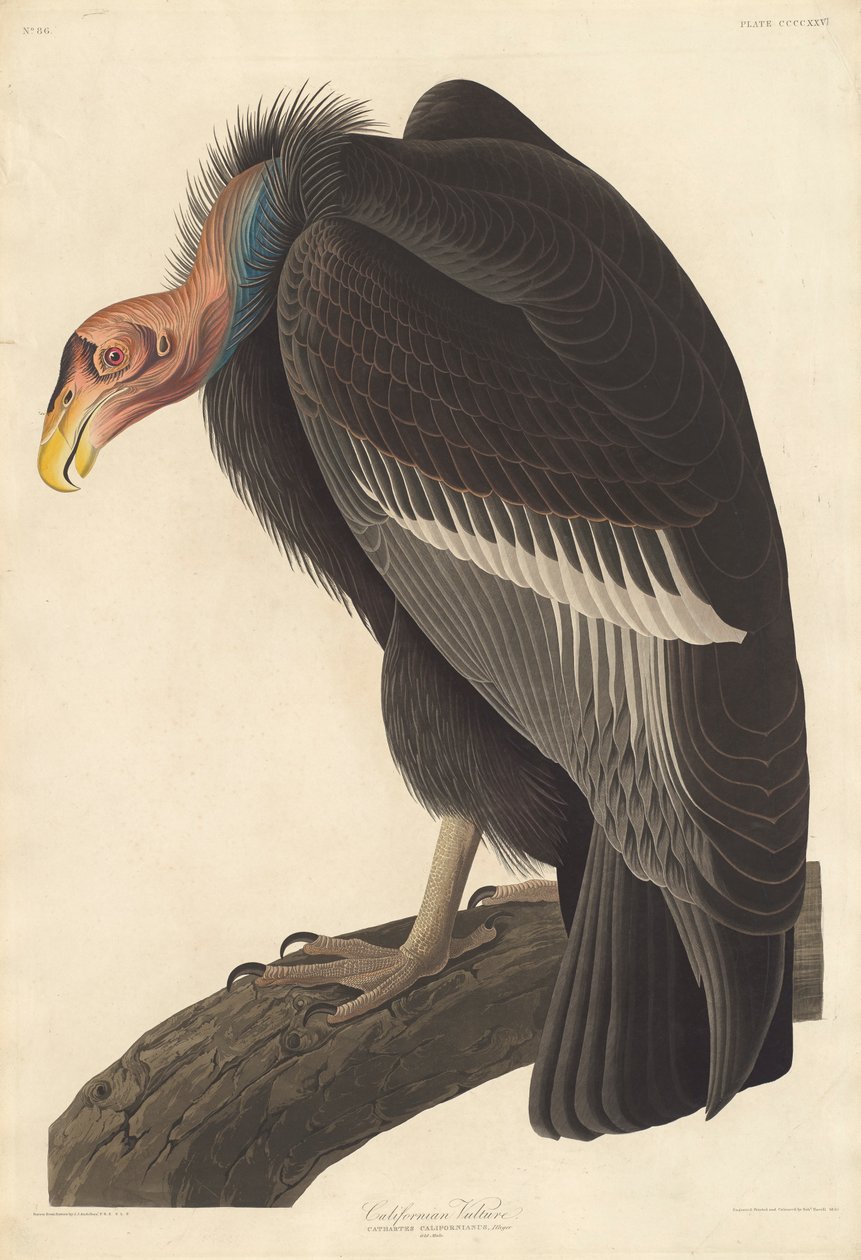 Kalifornian korppikotka, 1838 tekijältä John James Audubon