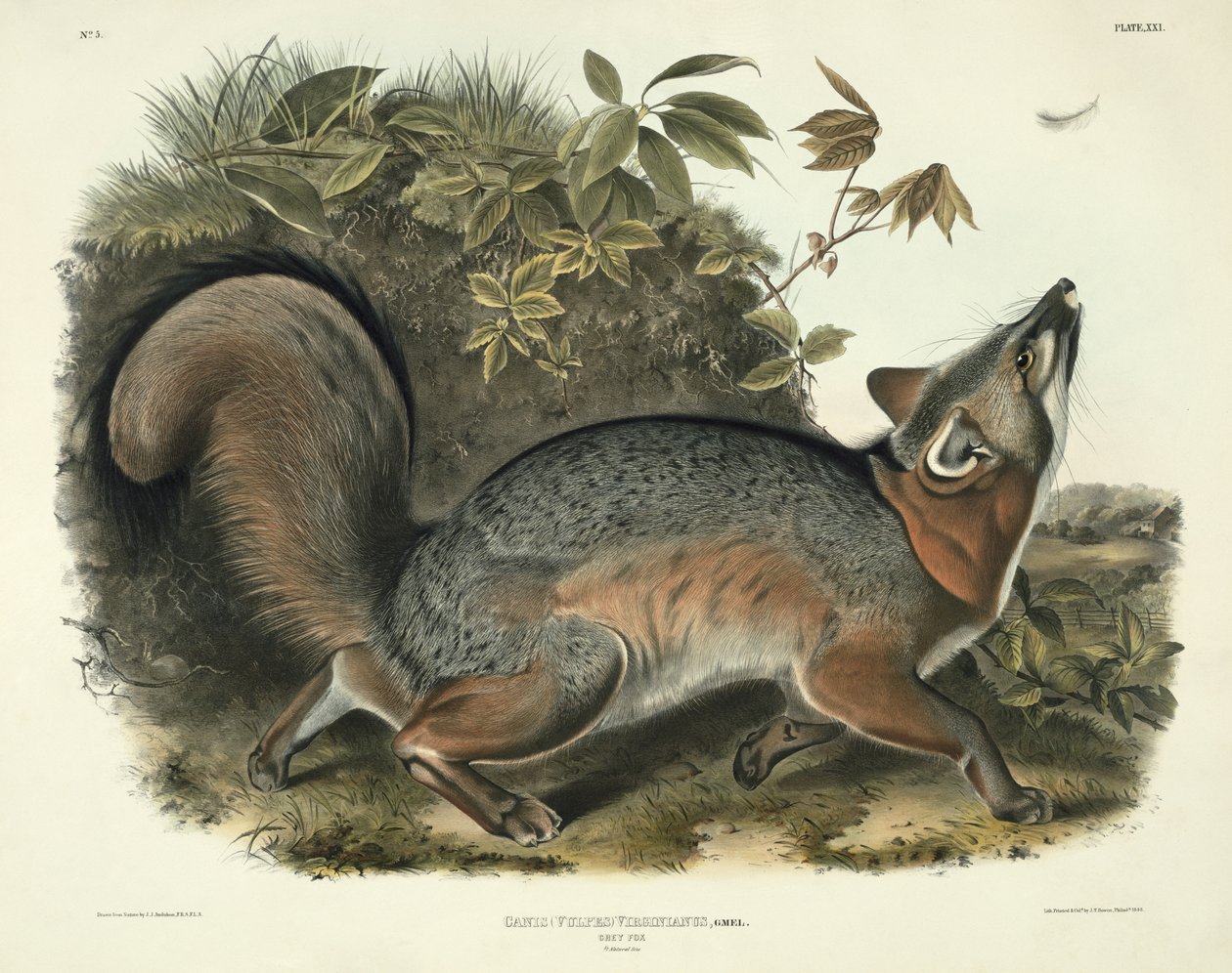 Canis (Vulpes) Virginianus (harmaakettu), kuva 21 teoksesta "Quadrupeds of North America", kaivertaja John T. Bowen (1801-1856), 1843. tekijältä John James Audubon