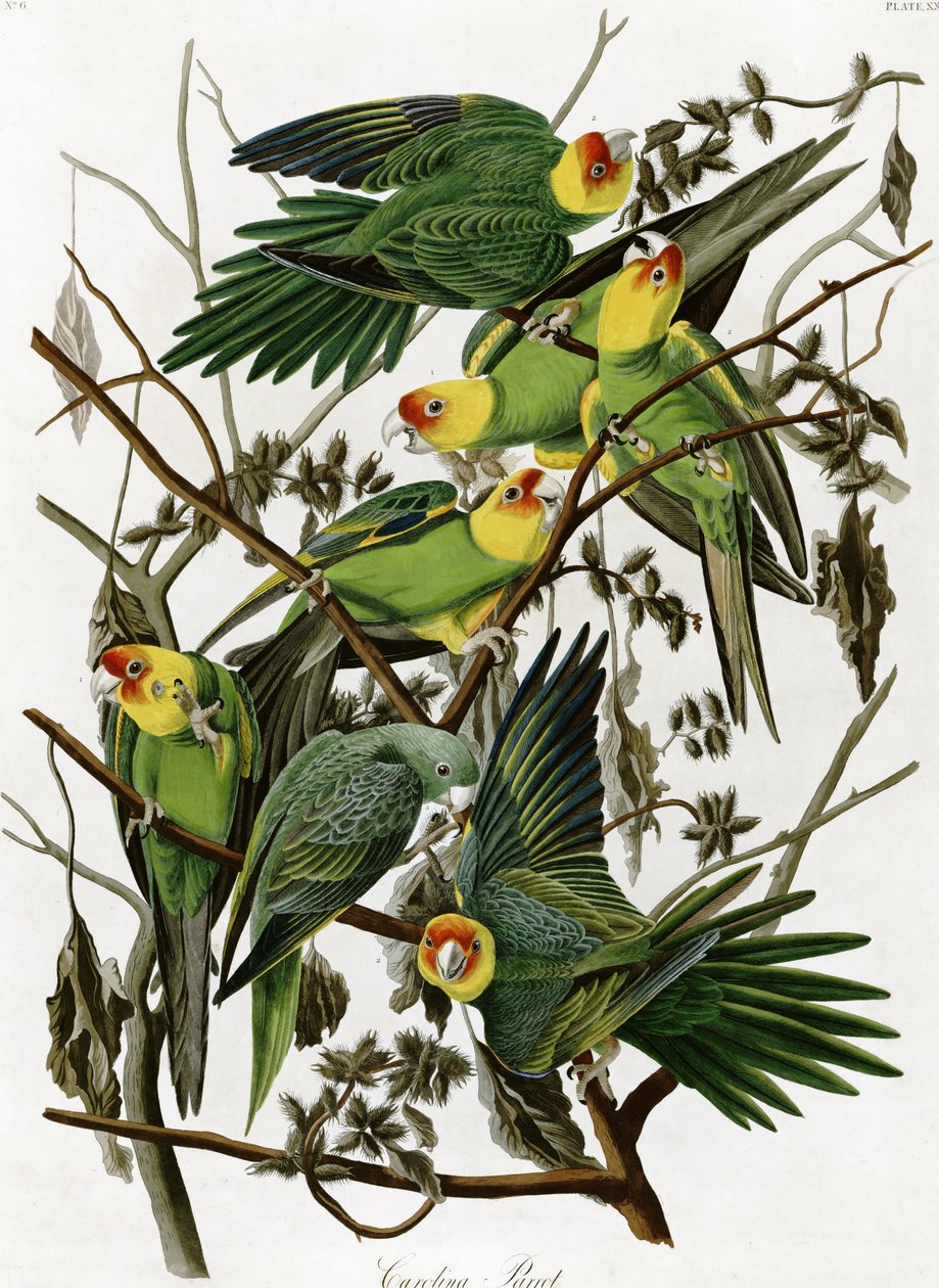 John James Audubonin (1833) Carolina -papukaijat tekijältä John James Audubon