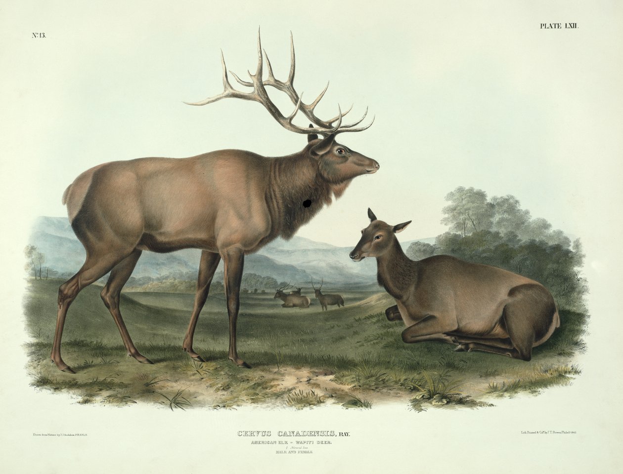 Cervus Canadensis (Amerikan hirvi, Wapiti Deer), levy 62 