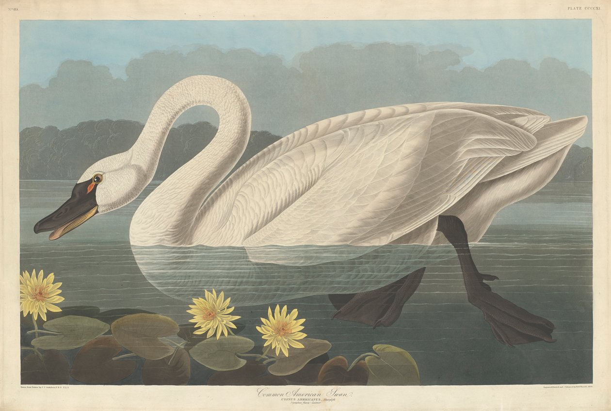 Amerikan joutsen, 1838 tekijältä John James Audubon